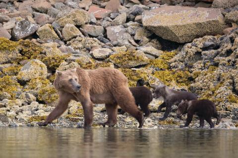 Silversea Alaska Brown Bears