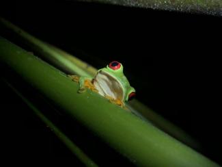 tree frog