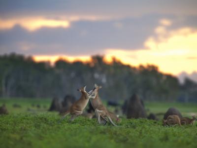 Bamurru Plains - Australia