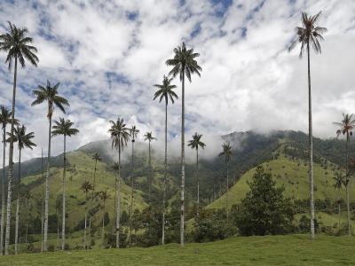 Coffee Region, Colombia Image by Makalu from Pixabay 