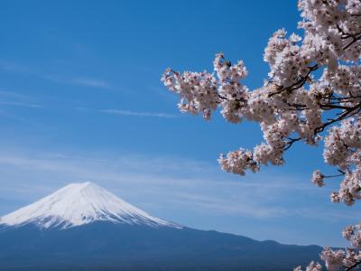 Photo by <a href="https://unsplash.com/@katzenbus?utm_source=unsplash&utm_medium=referral&utm_content=creditCopyText">Daniel Hehn</a> on <a href="https://unsplash.com/s/photos/cherry-blossoms-japan?utm_source=unsplash&utm_medium=referral&utm_content=creditCopyText">Unsplash</a>   