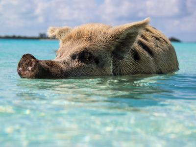 Exuma Beach, Bahamas Photo by Forest Simon on Unsplash