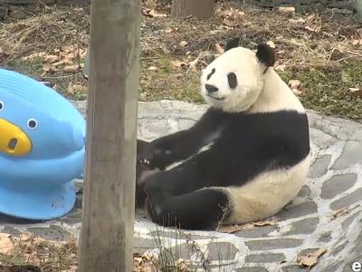 https://explore.org/livecams/panda-bears/wolong-grove-panda-yard