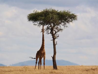 Kenya - Image by HowardWilks from Pixabay 