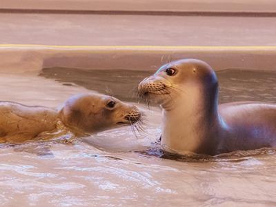 http://www.marinemammalcenter.org/what-we-do/ke-kai-ola/about-ke-kai-ola.html