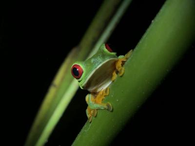 Night Walk - Costa Rica Manuel Antonio 