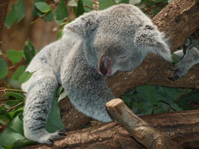 Koala Eyre Peninsula