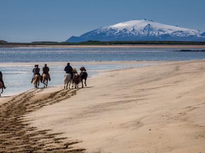 Icelandic Horses