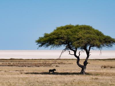 Etosha National Park Namibia Photo by Sam Power on Unsplash