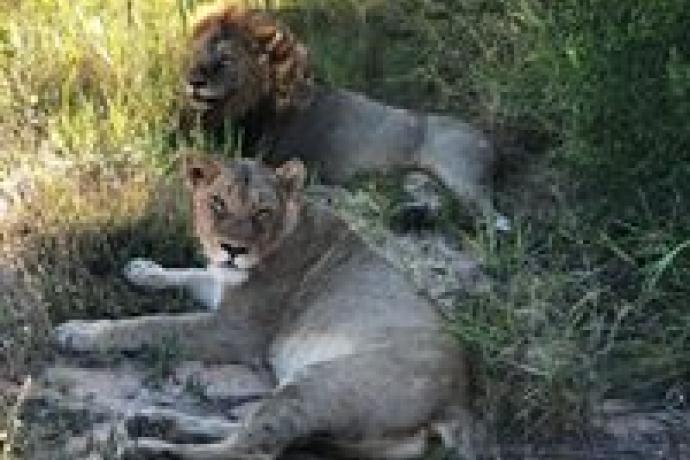 Lion sightings
