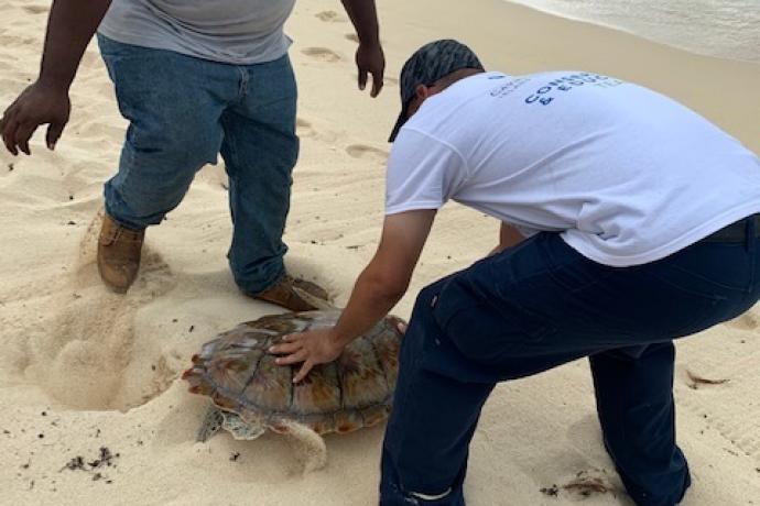 Cayman Turtle Center